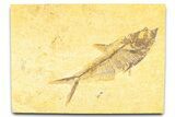 Detailed Fossil Fish (Diplomystus) - Wyoming #379319-1